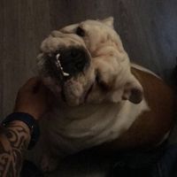 Mascotas en casa: ¿sí o no? - 1