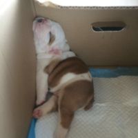 Mascotas en casa: ¿sí o no? - 2