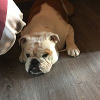 Mascotas en casa: ¿sí o no? - 3