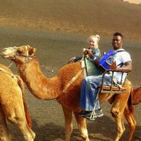 Camellos