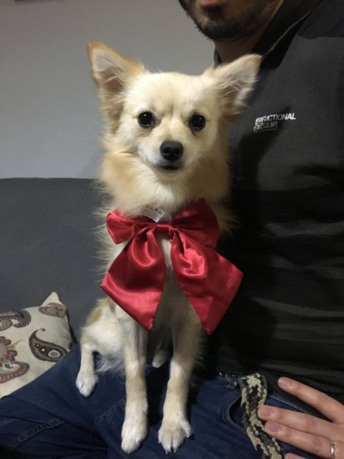  Mi perrita viene a nuestra boda! - 1