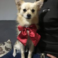  Mi perrita viene a nuestra boda! - 1