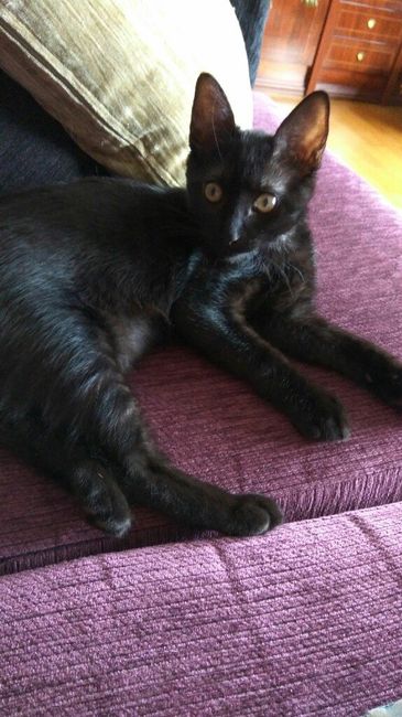 ¿Cómo se llama vuestra mascota? - 1