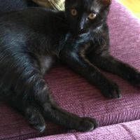 ¿Cómo se llama vuestra mascota? - 1