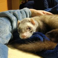 Mascotas especiales - 1