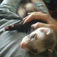 Mascotas especiales - 1