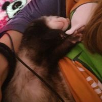 Mascotas especiales - 1