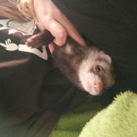 Mascotas especiales - 1