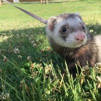 Mascotas especiales - 1