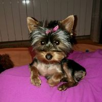 ¿Cómo se llama vuestra mascota? - 1