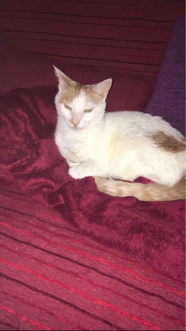 Gatos elegantes - 1