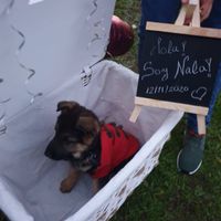 ¿Vuestra pedida fue espontánea o preparada? - 2
