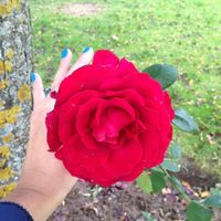 Mi flor preferida