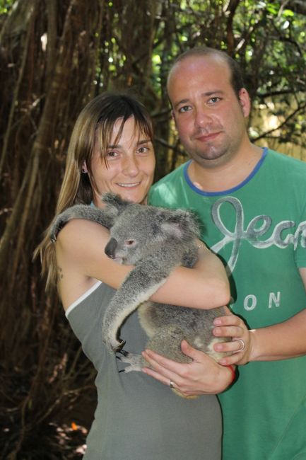 momento koala