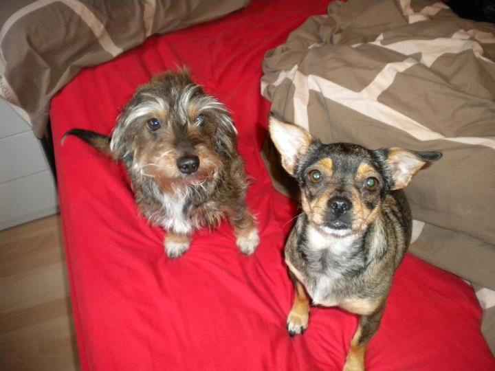 Mis dos amores