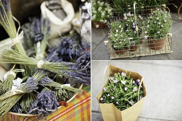 Lavanda