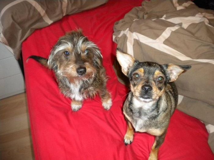Mis dos amores
