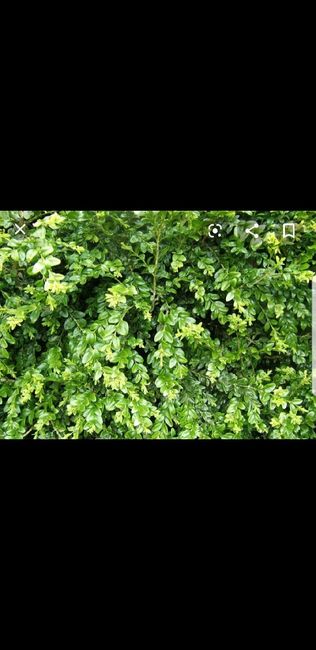 Confeti Biodegradable 3