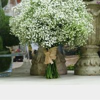 Paniculata - 1