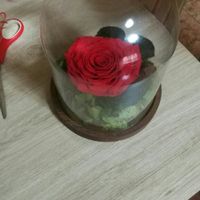 Donde conseguir la flor eterna, en cápsulas,en caja... - 1