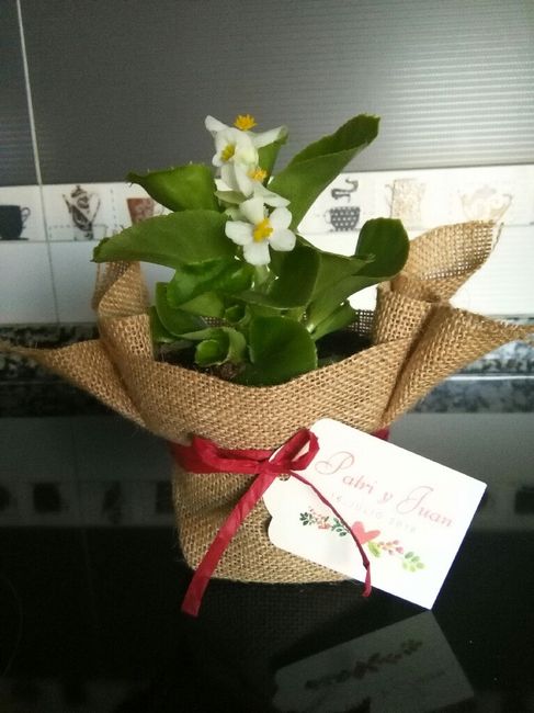 Regalar plantitas - 1