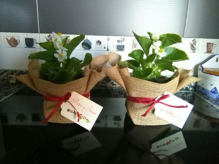 Regalar plantitas - 2