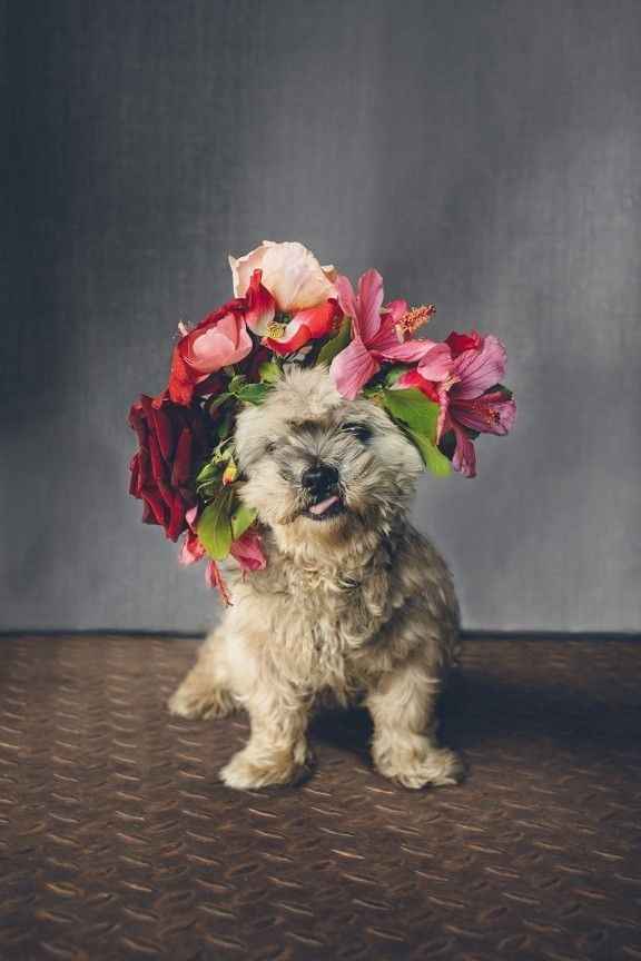 Coronas de flores para mascotas 