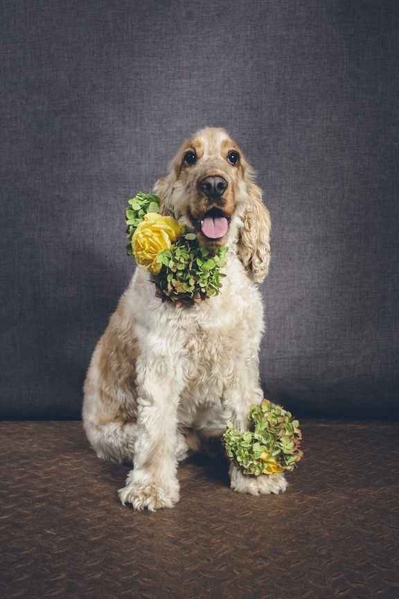 Coronas de flores para mascotas 