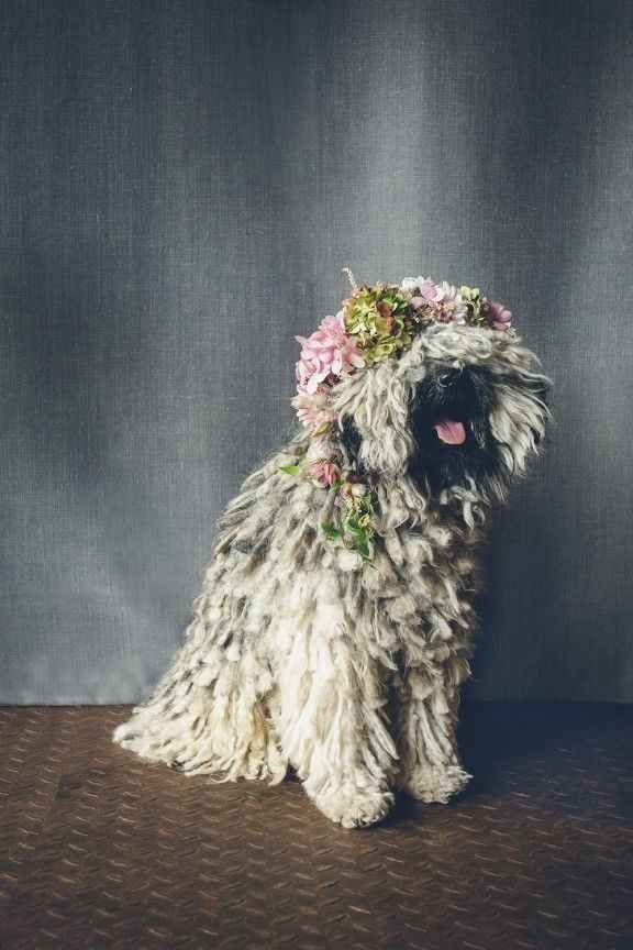 Coronas de flores para mascotas 