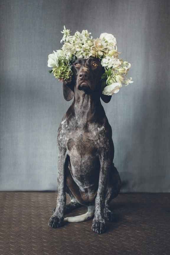 Coronas de flores para mascotas 