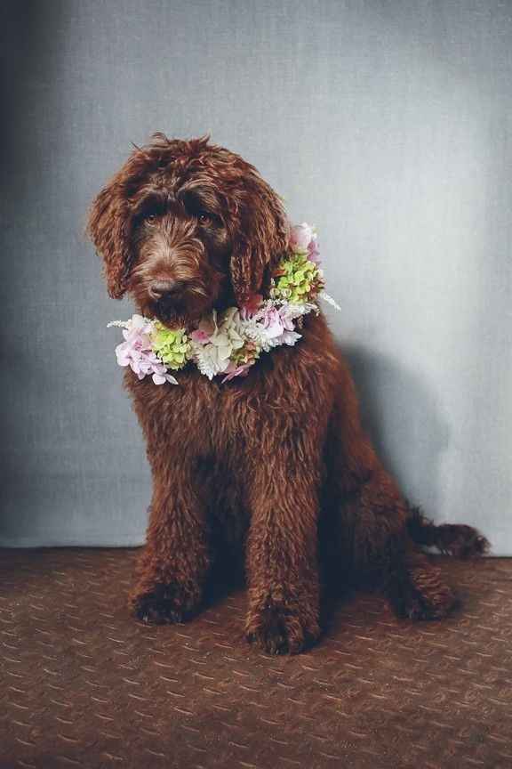 Coronas de flores para mascotas 