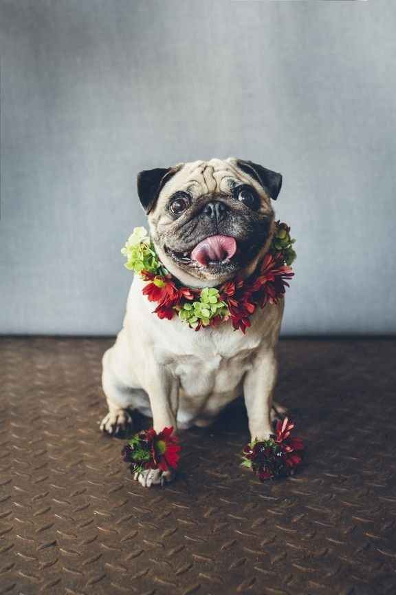 Coronas de flores para mascotas 