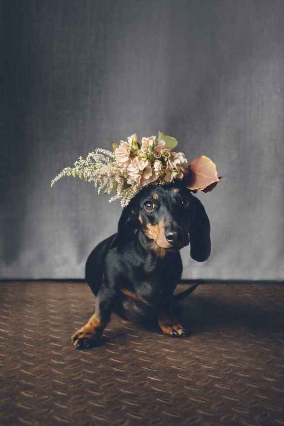 Coronas de flores para mascotas 