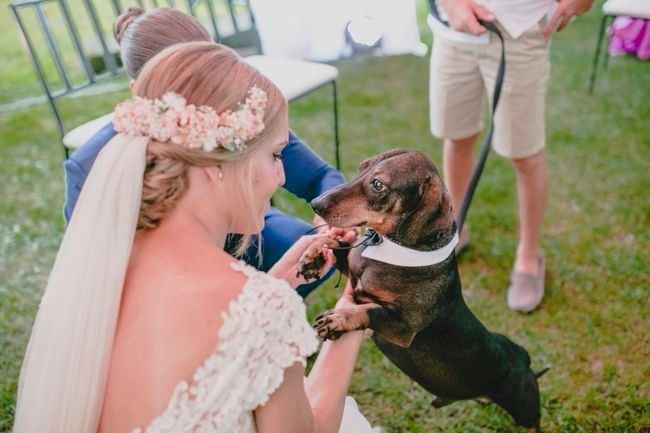 boda temática perros 