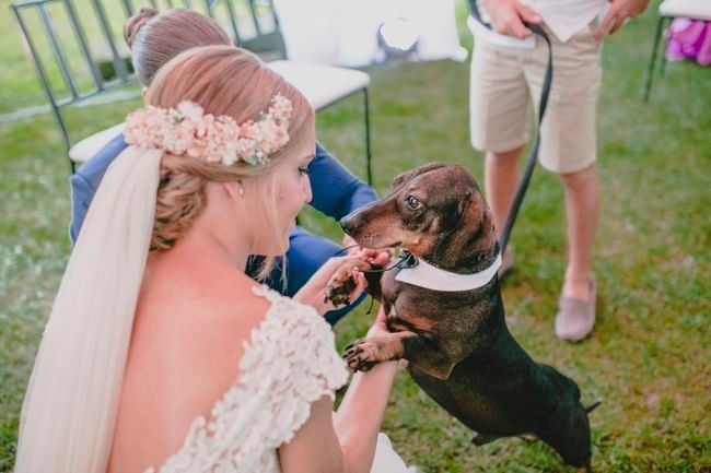 boda temática perros 