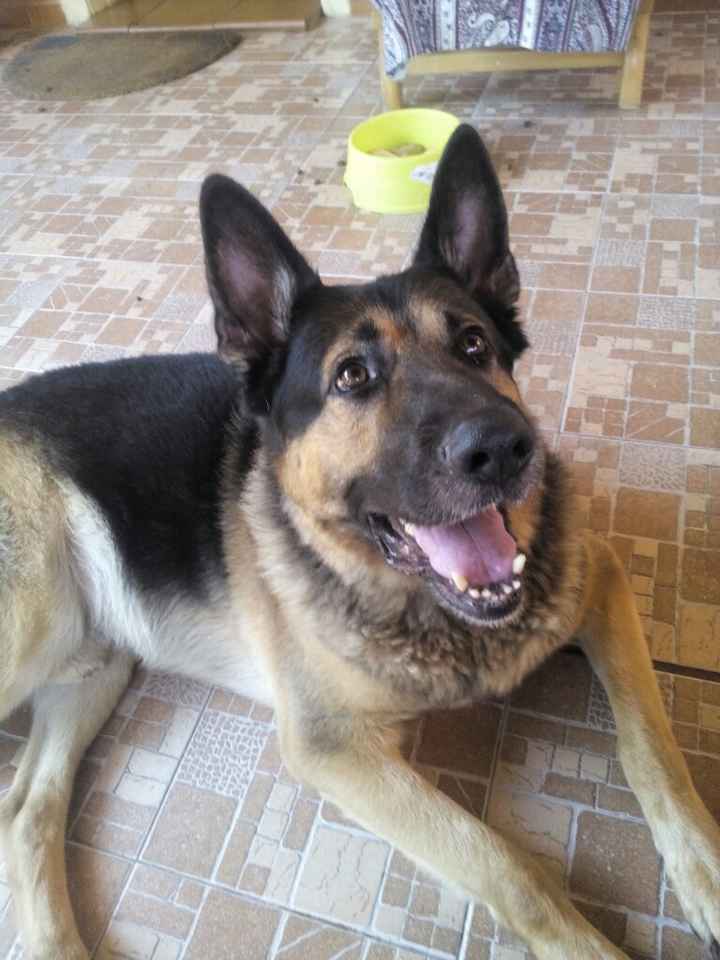 ¿Cómo se llama vuestra mascota? - 2