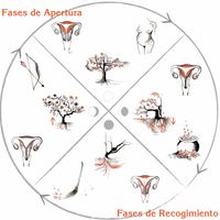Fases