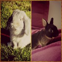 Nuestras mascotas!! - 1