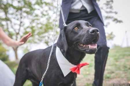 El invitado de boda más molón