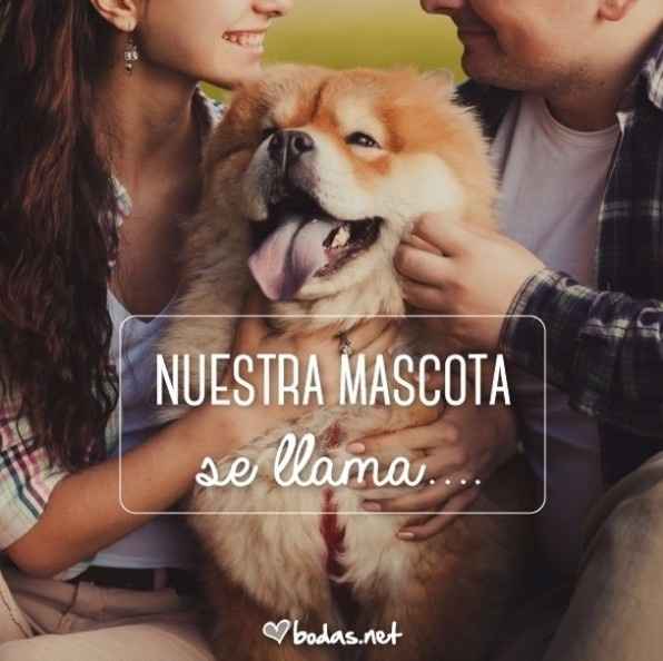 Mascota