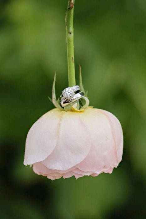 Flor porta alianzas