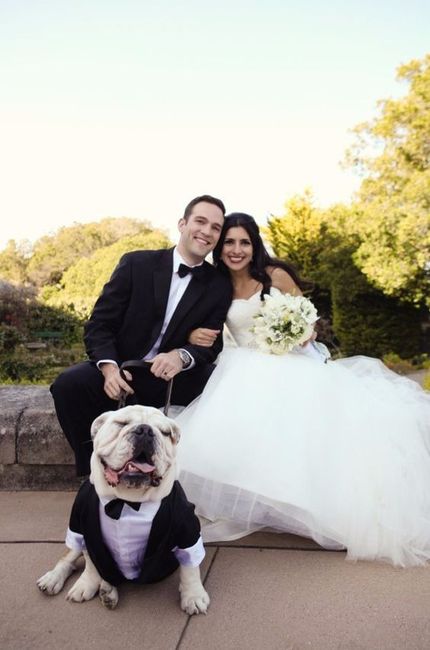 Bulldog