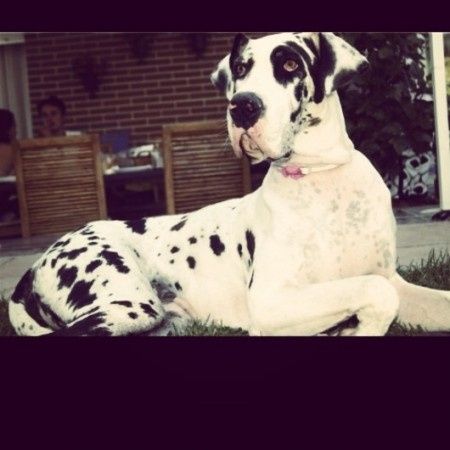 Nuestras mascotas!! - 1