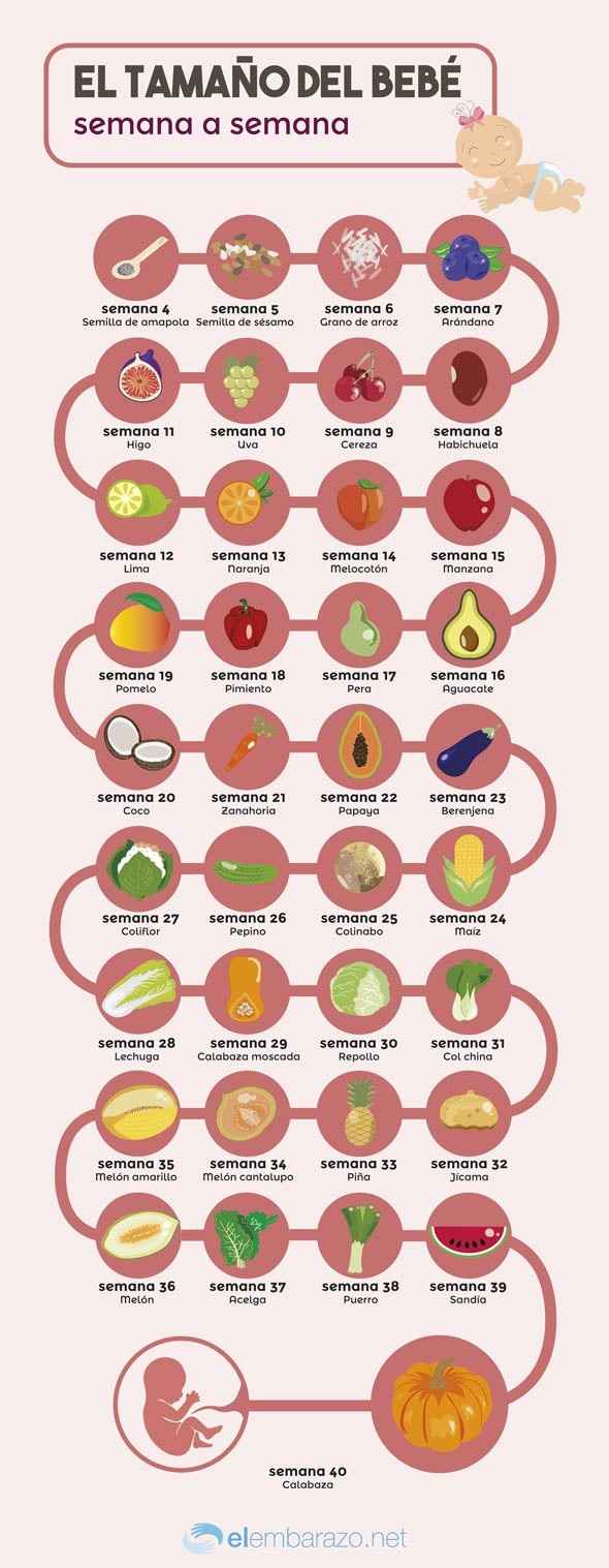 El tamaño del bebé semana a semana