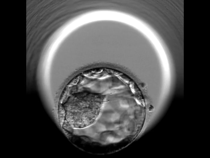 Buscadoras en proceso de pruebas de fertilidad 1