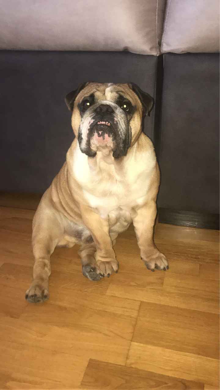 El gran desafío: ¡La mascota! 🐕 - 1