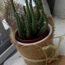 Picardias oysho online 2018