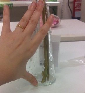Botella 2