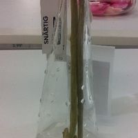 Botellita