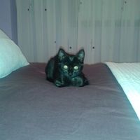 Nuestras mascotas!! - 1
